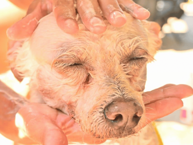 Pet grooming service example - Ejemplo de servicio de estética Galería de trabajos de estética canina en Cozumel - Pet grooming portfolio Cozumel - Professional dog and cat grooming service