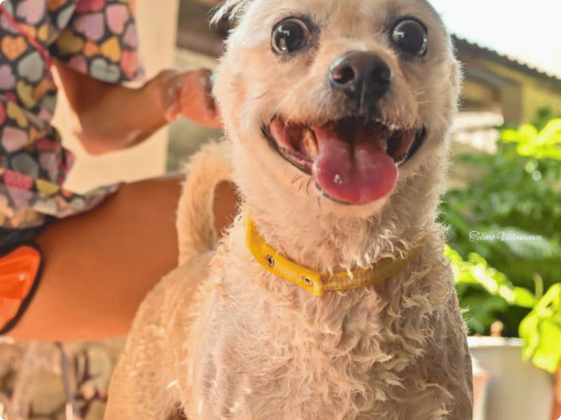 Pet grooming service example - Ejemplo de servicio de estética Galería de trabajos de estética canina en Cozumel - Pet grooming portfolio Cozumel - Professional dog and cat grooming service