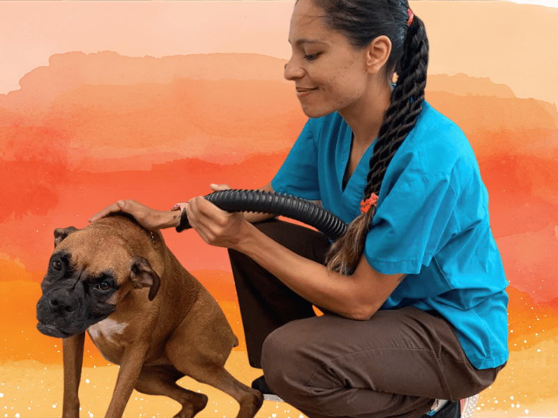 Pet grooming service example - Ejemplo de servicio de estética Galería de trabajos de estética canina en Cozumel - Pet grooming portfolio Cozumel - Professional dog and cat grooming service