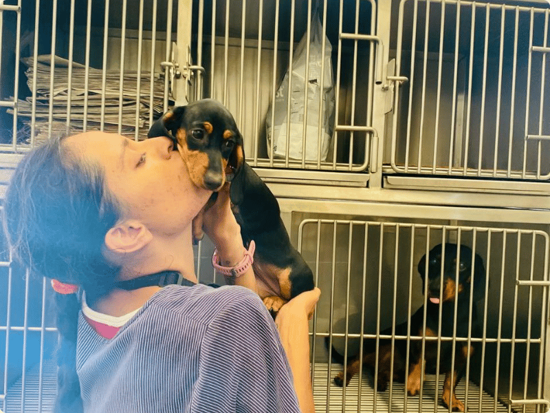 Pet grooming service example - Ejemplo de servicio de estética Galería de trabajos de estética canina en Cozumel - Pet grooming portfolio Cozumel - Professional dog and cat grooming service